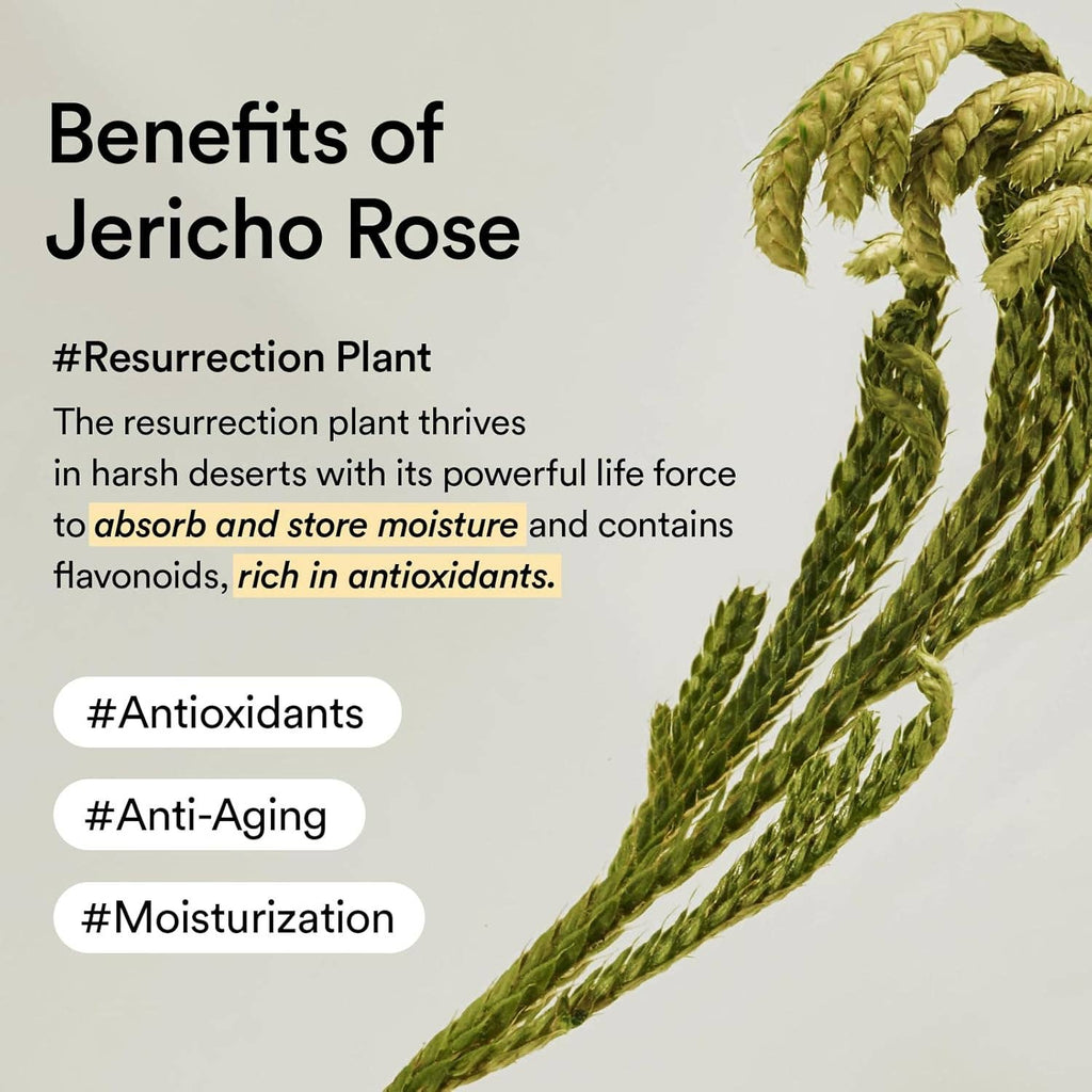 ABIB Crème Nutrition Jericho Rose Tube 75ml Glowiss